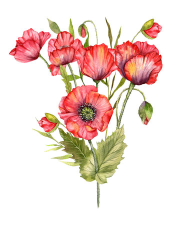 Red Poppy Flowers Watercolor Illustration,  Hand Painted Wildflowers Bouquet. Perfect for wedding invitations, bridal shower and  floral greeting cardsの写真素材
