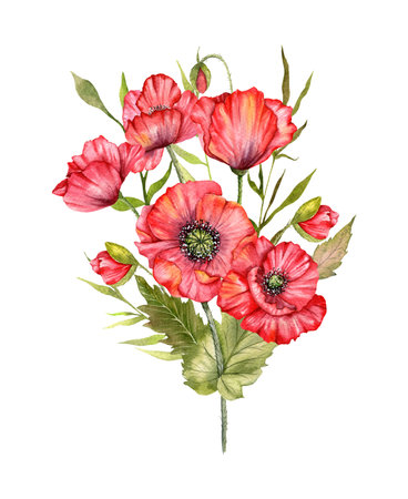 Red Poppy Flowers Watercolor Illustration,  Hand Painted Wildflowers Bouquet. Perfect for wedding invitations, bridal shower and  floral greeting cardsの写真素材