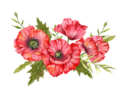 Red Poppy Flowers Watercolor Illustration,  Hand Painted Wildflowers Bouquet. Perfect for wedding invitations, bridal shower and  floral greeting cardsの写真素材