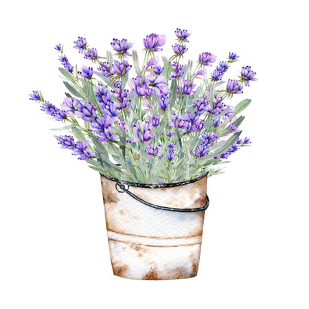 Lavender Watercolor Illustration. Provence Herbs Hand Painted isolated on white background.  Perfect for wedding invitations, bridal shower and  floral greeting cardsの写真素材