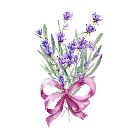 Lavender Watercolor Illustration. Provence Herbs Hand Painted isolated on white background.  Perfect for wedding invitations, bridal shower and  floral greeting cardsの写真素材