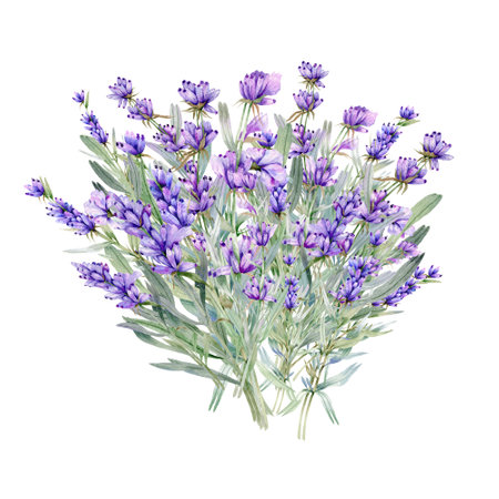 Lavender Watercolor Illustration. Provence Herbs Hand Painted isolated on white background.  Perfect for wedding invitations, bridal shower and  floral greeting cardsの写真素材
