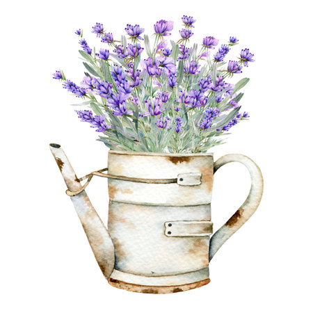 Lavender Watercolor Illustration. Provence Herbs Hand Painted isolated on white background.  Perfect for wedding invitations, bridal shower and  floral greeting cardsの写真素材