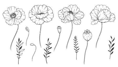 Poppy Flower Line Art, Fine Line Poppy Bouquets Hand Drawn Illustration. Coloring Page with Flowers.のイラスト素材