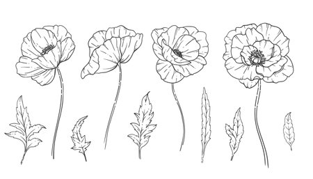 Poppy Flower Line Art, Fine Line Poppy Bouquets Hand Drawn Illustration. Coloring Page with Flowers.のイラスト素材
