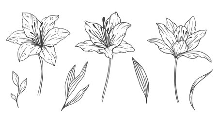 Wildflowers Line Art, Fine Line Wildflower Bouquets Hand Drawn Illustration. Coloring Page with Flowers.のイラスト素材