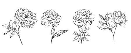 Peony  Line Art, Fine Line Peony Bouquets Hand Drawn Illustration. Coloring Page with Peony Flowersのイラスト素材