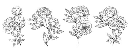 Peony  Line Art, Fine Line Peony Bouquets Hand Drawn Illustration. Coloring Page with Peony Flowersのイラスト素材
