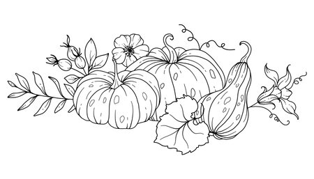 Pumpkins Line Art Illustration, Outline Pumpkin arrangement Hand Drawn Illustration. Coloring Page with Pumpkins.  Thanksgiving Pumpkins set. Thanksgiving Pumpkins set isolated onのイラスト素材