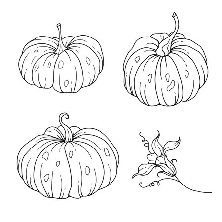 Pumpkins Line Art Illustration, Outline Pumpkin arrangement Hand Drawn Illustration. Coloring Page with Pumpkins.  Thanksgiving Pumpkins set. Thanksgiving Pumpkins set isolated onのイラスト素材