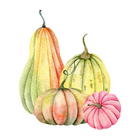 Autumn Thanksgiving Watercolor Pumpkins arrangement on white background. Colorful Pumpkins Watercolor Illustration hand Paintedの写真素材