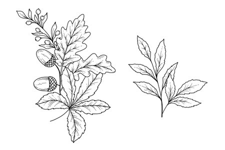 Fall floral arrangement outline. Fall Foliage Line Art Illustration, Outline Leaves arrangement Hand Drawn Illustration. Fall Coloring Page with Leaves. Thanksgiving arrangement. Tのイラスト素材