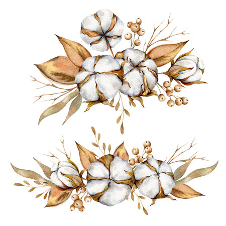 Hand Painted Watercolor cotton flowers, Cotton plant boll set, Cotton Watercolor Illustration, Cotton Bolls watercolor Illustrationの写真素材
