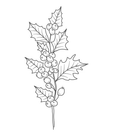 Holly Line Art. Holly outline Illustration. December Birth Month Flower. Holly outline isolated on white. Hand painted line art botanical illustration.のイラスト素材