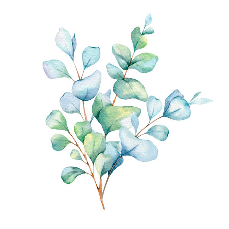 Eucalyptus Watercolor Illustration. Eucalyptus Greenery Hand Painted isolated on white background.  Perfect for wedding invitations, floral labels, bridal shower and  floral greetiの写真素材