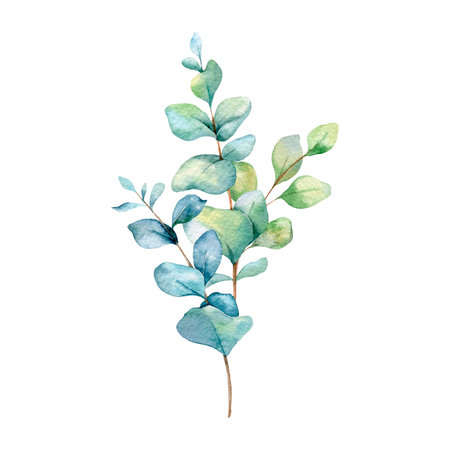 Eucalyptus Watercolor Illustration. Eucalyptus Greenery Hand Painted isolated on white background.  Perfect for wedding invitations, floral labels, bridal shower and  floral greetiの写真素材