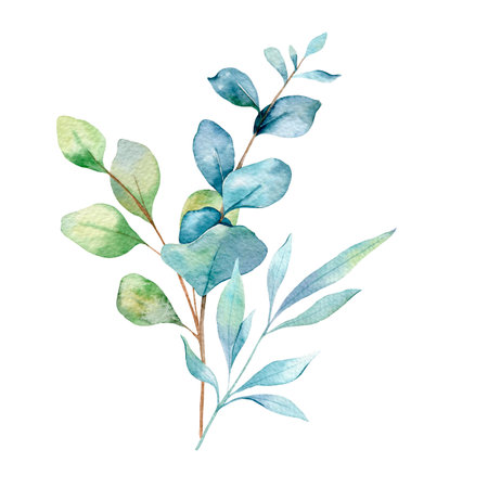 Eucalyptus Watercolor Illustration. Eucalyptus Greenery Hand Painted isolated on white background.  Perfect for wedding invitations, floral labels, bridal shower and  floral greetiの写真素材