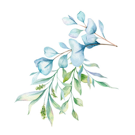 Eucalyptus Watercolor Illustration. Eucalyptus Greenery Hand Painted isolated on white background.  Perfect for wedding invitations, floral labels, bridal shower and  floral greetiの写真素材