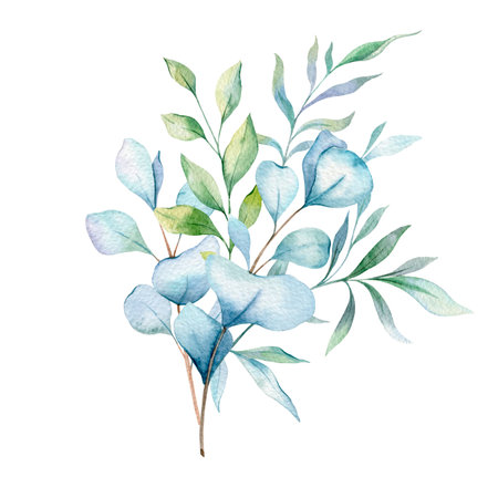 Eucalyptus Watercolor Illustration. Eucalyptus Greenery Hand Painted isolated on white background.  Perfect for wedding invitations, floral labels, bridal shower and  floral greetiの写真素材