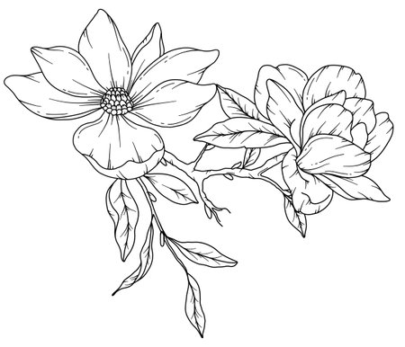 Magnolia Line Drawing. Black and white Floral Bouquets. Flower Coloring Page. Floral Line Art. Fine Line Magnolia  illustration. Hand Drawn flowers. Botanical Coloring. Wedding invのイラスト素材