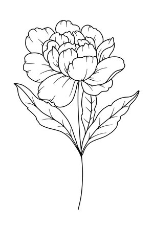 Peony Line Drawing. Black and white Floral Bouquets. Flower Coloring Page. Floral Line Art. Fine Line Peony illustration. Hand Drawn flowers. Botanical Coloring. Wedding invitation flowersのイラスト素材