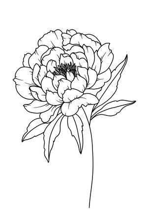 Peony Line Drawing. Black and white Floral Bouquets. Flower Coloring Page. Floral Line Art. Fine Line Peony illustration. Hand Drawn flowers. Botanical Coloring. Wedding invitation flowersのイラスト素材