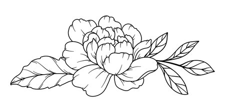 Peony Line Drawing. Black and white Floral Bouquets. Flower Coloring Page. Floral Line Art. Fine Line Peony illustration. Hand Drawn flowers. Botanical Coloring. Wedding invitation flowersのイラスト素材