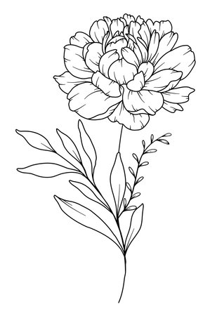 Peony Line Drawing. Black and white Floral Bouquets. Flower Coloring Page. Floral Line Art. Fine Line Peony illustration. Hand Drawn flowers. Botanical Coloring. Wedding invitation flowersのイラスト素材