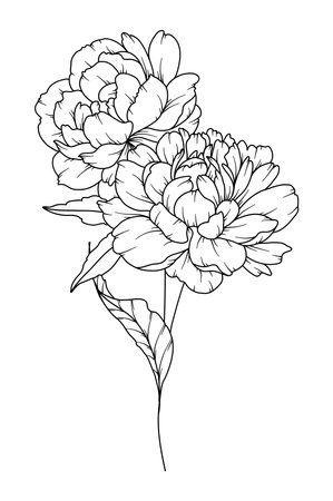 Peony Line Drawing. Black and white Floral Bouquets. Flower Coloring Page. Floral Line Art. Fine Line Peony illustration. Hand Drawn flowers. Botanical Coloring. Wedding invitation flowersのイラスト素材