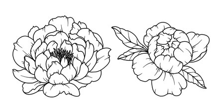 Peony Line Drawing. Black and white Floral Bouquets. Flower Coloring Page. Floral Line Art. Fine Line Peony illustration. Hand Drawn flowers. Botanical Coloring. Wedding invitation flowersのイラスト素材