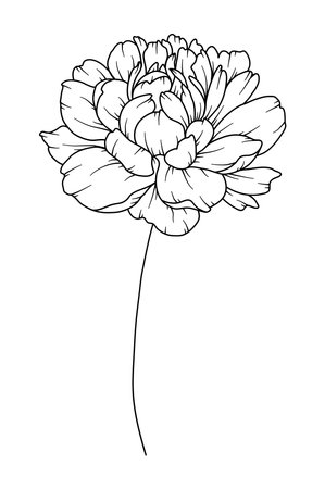 Peony Line Drawing. Black and white Floral Bouquets. Flower Coloring Page. Floral Line Art. Fine Line Peony illustration. Hand Drawn flowers. Botanical Coloring. Wedding invitation flowersのイラスト素材