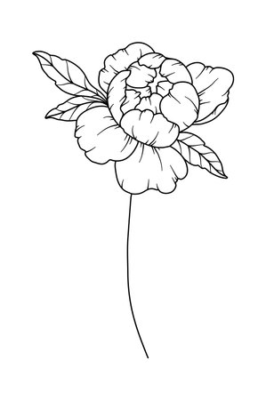 Peony Line Drawing. Black and white Floral Bouquets. Flower Coloring Page. Floral Line Art. Fine Line Peony illustration. Hand Drawn flowers. Botanical Coloring. Wedding invitation flowersのイラスト素材