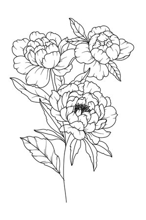 Peony Line Drawing. Black and white Floral Bouquets. Flower Coloring Page. Floral Line Art. Fine Line Peony illustration. Hand Drawn flowers. Botanical Coloring. Wedding invitation flowersのイラスト素材