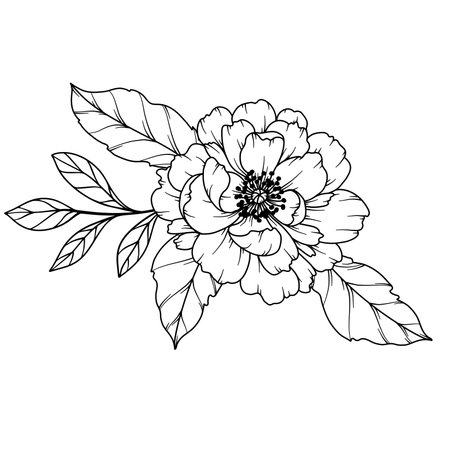 Peony Line Drawing. Black and white Floral Bouquets. Flower Coloring Page. Floral Line Art. Fine Line Peony illustration. Hand Drawn flowers. Botanical Coloring. Wedding invitation flowersのイラスト素材