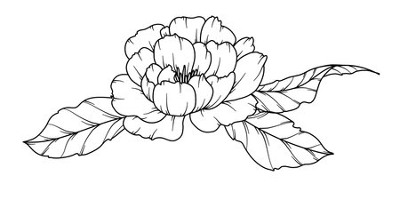 Peony Line Drawing. Black and white Floral Bouquets. Flower Coloring Page. Floral Line Art. Fine Line Peony illustration. Hand Drawn flowers. Botanical Coloring. Wedding invitation flowersのイラスト素材