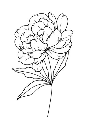 Peony Line Drawing. Black and white Floral Bouquets. Flower Coloring Page. Floral Line Art. Fine Line Peony illustration. Hand Drawn flowers. Botanical Coloring. Wedding invitation flowersのイラスト素材