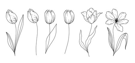 Tulips Line Drawing. Black and white Floral Bouquets. Flower Coloring Page. Floral Line Art. Fine Line Tulips illustration. Hand Drawn flowers. Botanical Coloring. Wedding invitation flowersのイラスト素材