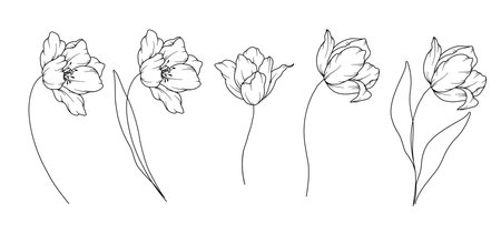 Tulips Line Drawing. Black and white Floral Bouquets. Flower Coloring Page. Floral Line Art. Fine Line Tulips illustration. Hand Drawn flowers. Botanical Coloring. Wedding invitation flowersのイラスト素材