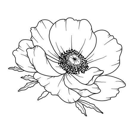Anemone Line Drawing. Black and white Floral Bouquets. Flower Coloring Page. Floral Line Art. Fine Line Anemone illustration. Hand Drawn flowers. Botanical Coloring. Wedding invitation flowersのイラスト素材