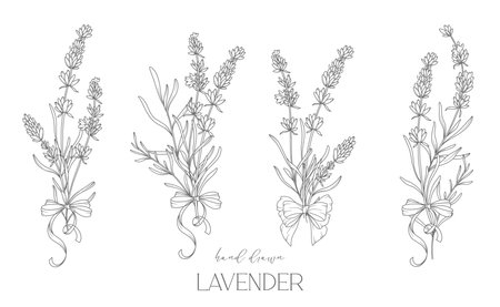 Lavender Line Drawing. Black and white Floral Bouquets. Flower Coloring Page. Floral Line Art. Fine Line Lavender illustration. Hand Drawn flowers. Botanical Coloring. Wedding invitation flowers&#xA;のイラスト素材
