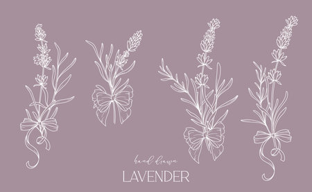 Lavender Line Drawing. Black and white Floral Bouquets. Flower Coloring Page. Floral Line Art. Fine Line Lavender illustration. Hand Drawn flowers. Botanical Coloring. Wedding invitation flowers&#xA;のイラスト素材