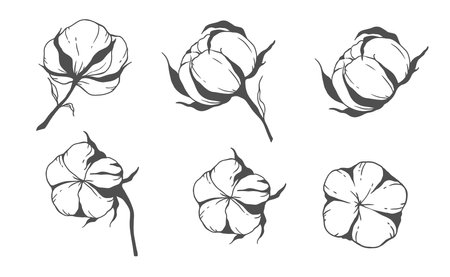 Cotton logo. Hand Drawn Cotton Flowers Line Art Illustration. Cotton Balls isolated on white. Floral Line Art. Cotton Plant Black and white illustration. Fine Line Cotton illustration.のイラスト素材