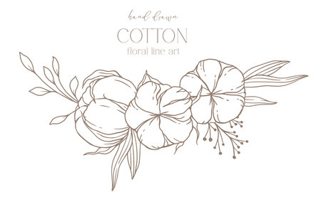Hand Drawn Cotton Flowers Line Art Illustration. Cotton Balls isolated on white. Floral Line Art. Cotton Plant Black and white illustration. Fine Line Cotton illustration.のイラスト素材