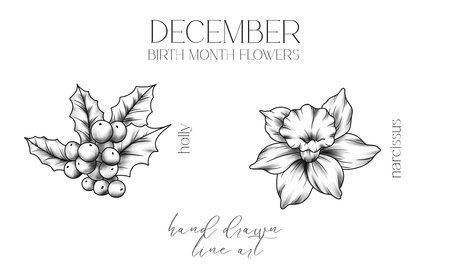 December Birth Month Flowers. Holly outline isolated on white. Narcissus  Line Art. Hand drawn line art botanical illustration. Black and White Flowersのイラスト素材