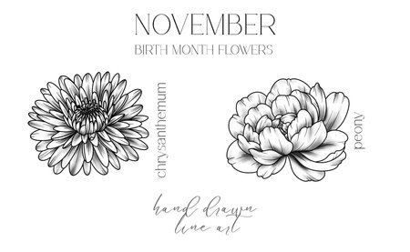 November Birth Month Flowers. Chrysanthemum outline isolated on white. Peony Line Art. Hand drawn line art botanical illustration. Black and White Flowersのイラスト素材