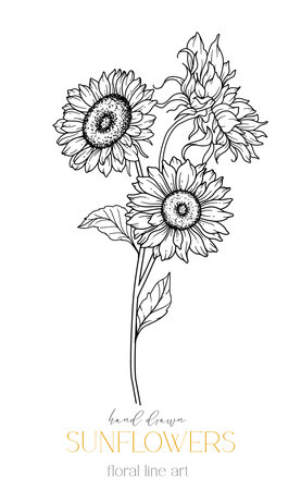 Sunflowers Line Art, Fine Line Sunflowers Hand Drawn Illustration. Fine Line Sunflowers illustration. Floral Line Art. Black and White Sunflowers Graphicsのイラスト素材