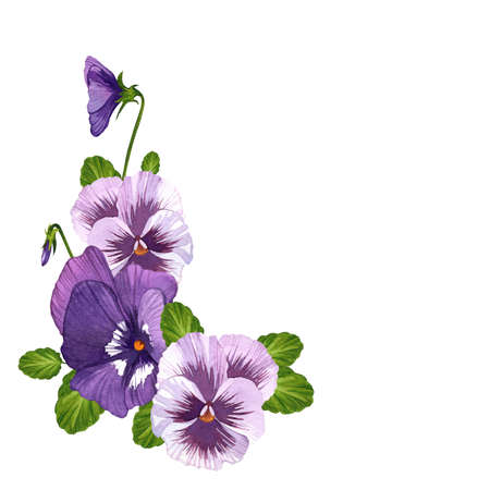Pansy flowers and leaves, spring purple flowers. Watercolor illustration on isolated white background. Floral illustration.の写真素材