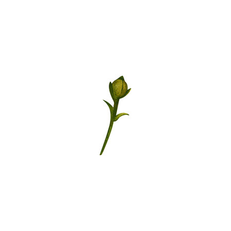 Green unopened carnation bud. Vintage botanical watercolor illustration of a flower. Isolated white background.の写真素材