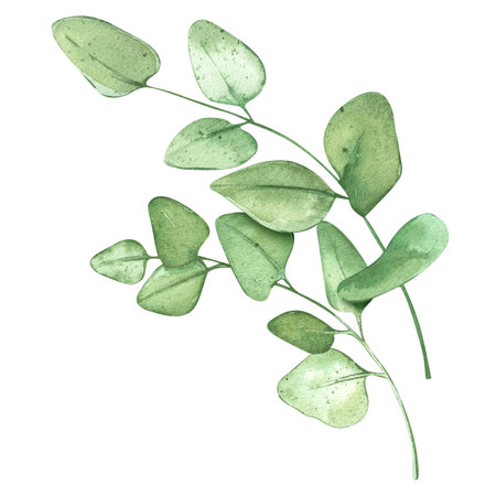 Eucalyptus branches. Green frame for rustic background. For banner design or wedding invitation. Watercolor illustrations with plants.の写真素材