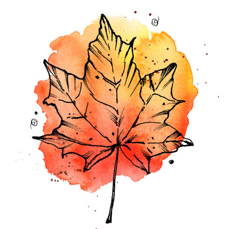 Maple leaf on a watercolor stain. Fallen autumn leaf. Mixed media: graphics in black ink and watercolor.の写真素材